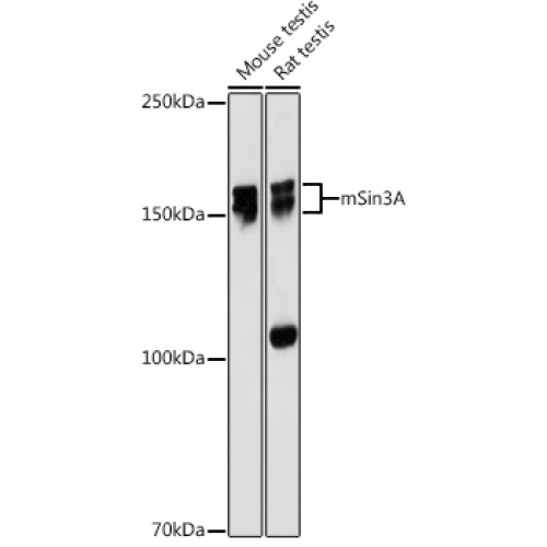 mSin3A Rabbit mAb