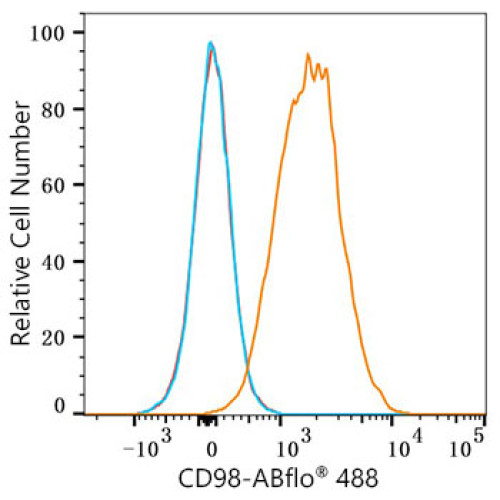 ABflo® 488 Rabbit anti-Mouse CD98 mAb