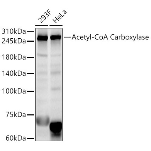 Acetyl-CoA Carboxylase Rabbit pAb