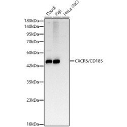 CXCR5/CD185 Rabbit mAb