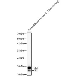 IL2 Rabbit mAb