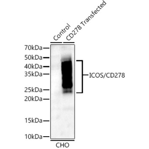 ICOS/CD278 Rabbit mAb