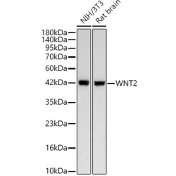 WNT2 Rabbit mAb