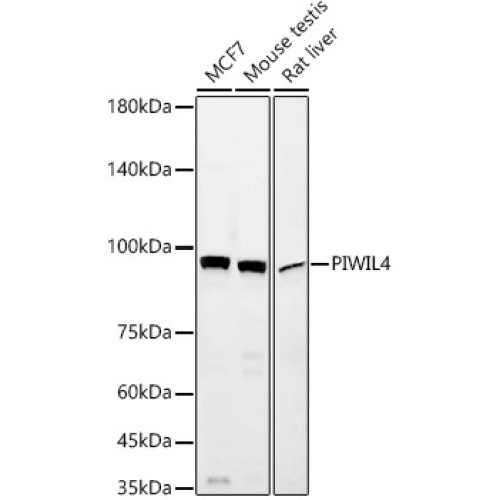 PIWIL4 Rabbit mAb