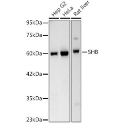 SHB Rabbit mAb