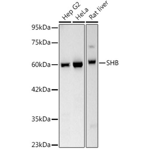 SHB Rabbit mAb