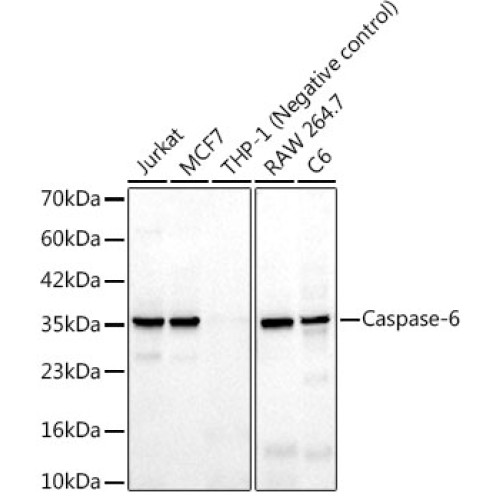 Caspase-6 Rabbit mAb