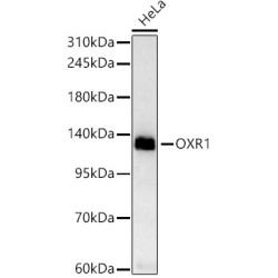 OXR1 Rabbit mAb