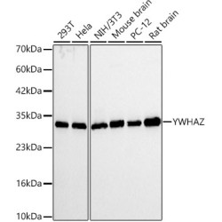 14-3-3 zeta/YWHAZ Rabbit mAb