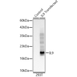 IL9 Rabbit mAb