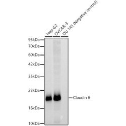 Claudin 6 Rabbit mAb
