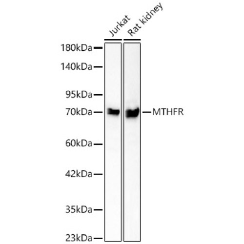 MTHFR Rabbit mAb