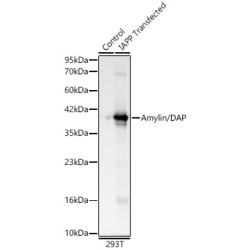 Amylin/DAP Rabbit mAb