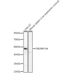 FXR/NR1H4 Rabbit mAb