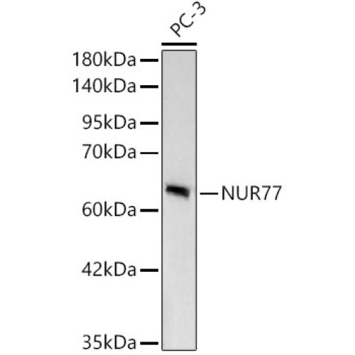 [KD Validated] NUR77 Rabbit mAb
