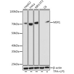 MSR1 Rabbit mAb