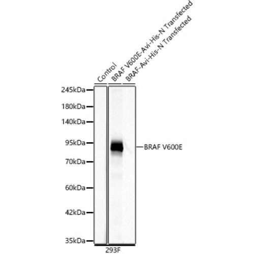 BRAF V600E Rabbit mAb