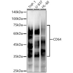 CD64 Rabbit mAb