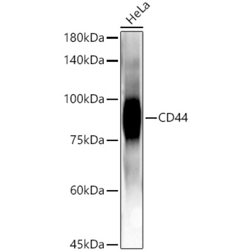 CD44 Rabbit mAb