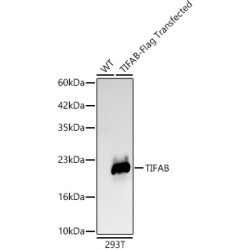 [KD Validated] TIFAB Rabbit mAb