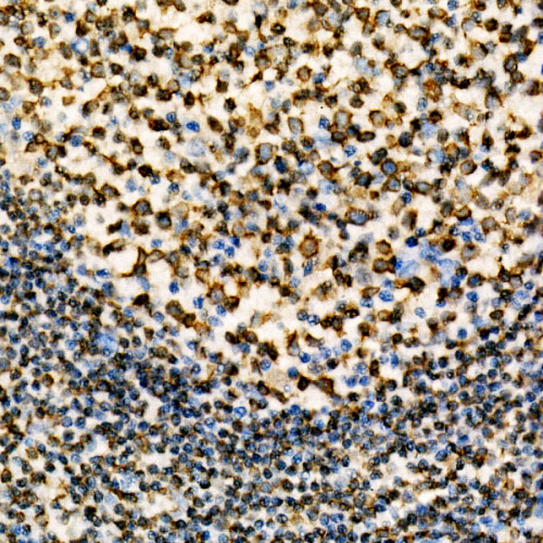 CD74 Rabbit mAb
