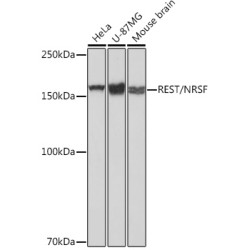 REST/NRSF Rabbit mAb