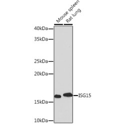 [KD Validated] ISG15 Rabbit mAb
