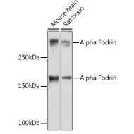 Alpha Fodrin Rabbit mAb
