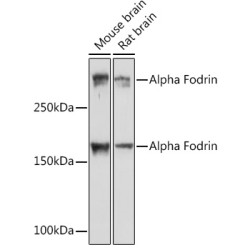 Alpha Fodrin Rabbit mAb