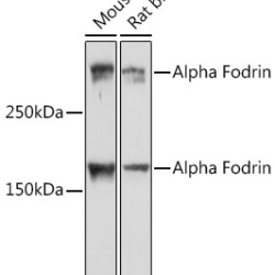 Alpha Fodrin Rabbit mAb
