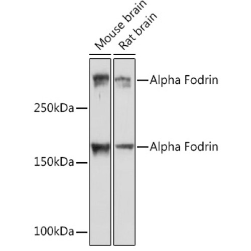 Alpha Fodrin Rabbit mAb