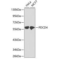PDCD4 Rabbit pAb
