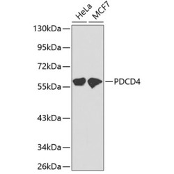 PDCD4 Rabbit pAb