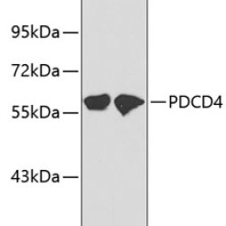 PDCD4 Rabbit pAb