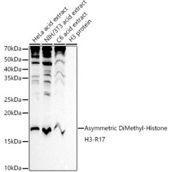 Asymmetric DiMethyl-Histone H3-R17 Rabbit pAb