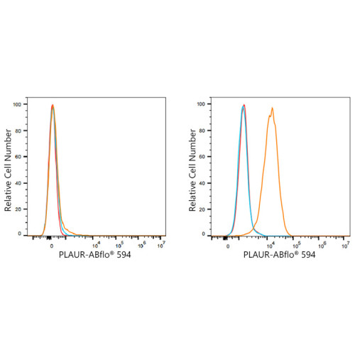 ABflo® 594 Rabbit anti-Human CD87 mAb