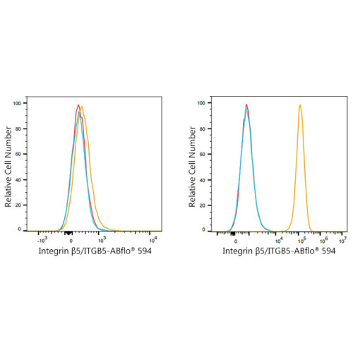 ABflo® 594 Rabbit anti-Human Integrin β5/ITGB5 mAb