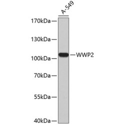WWP2 Rabbit pAb
