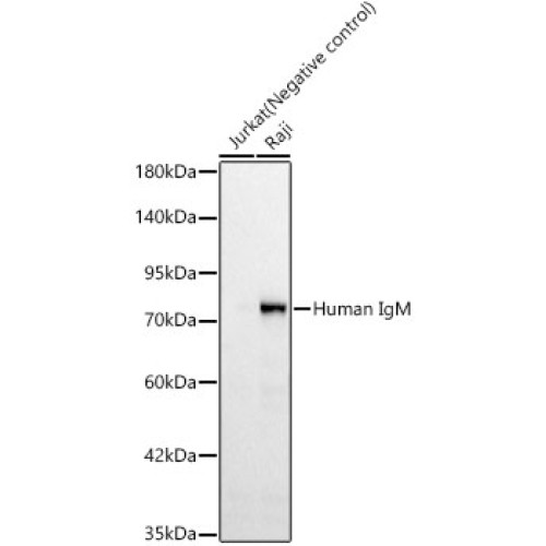 Human IgM (FC) Rabbit mAb