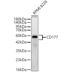 CD177 Rabbit mAb