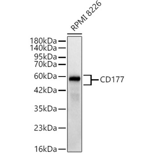 CD177 Rabbit mAb