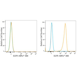 ABflo® 488 Rabbit anti-Human EGFR mAb