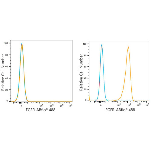 ABflo® 488 Rabbit anti-Human EGFR mAb