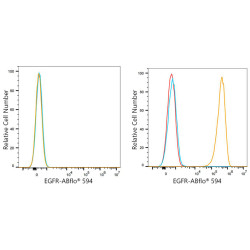 ABflo® 594 Rabbit anti-Human EGFR mAb
