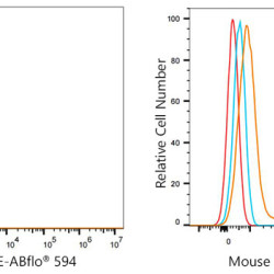 ABflo® 594 Rabbit anti-Mouse IgE mAb