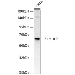 YTHDF2 Rabbit pAb