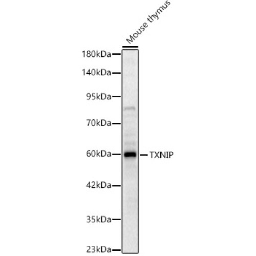 TXNIP Rabbit pAb