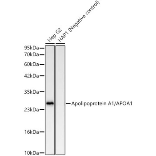 Apolipoprotein A1/APOA1 Rabbit mAb
