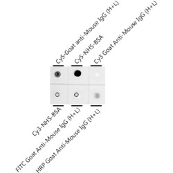 Cy5 Rabbit mAb