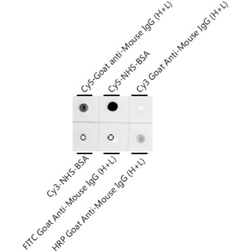 Cy5 Rabbit mAb